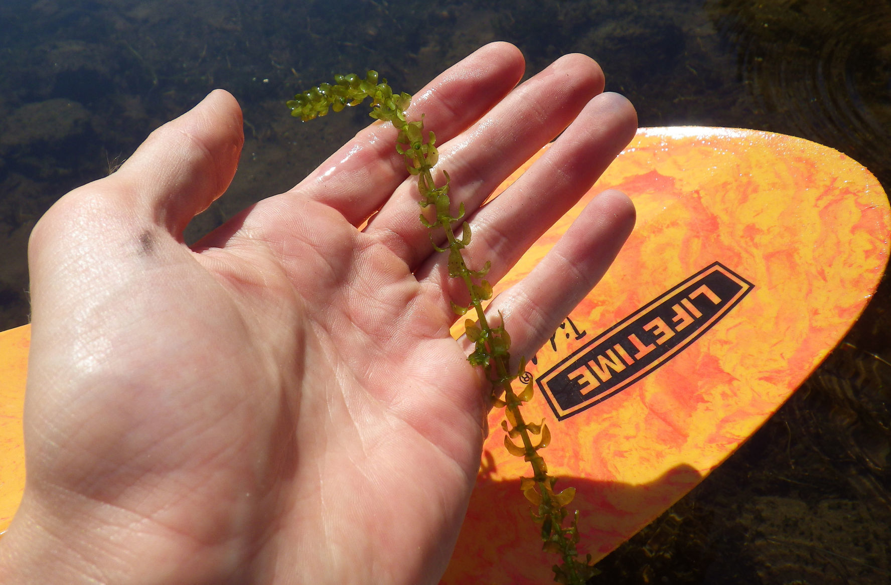 Invasive weeds in Idaho